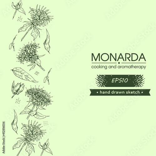 Background filled with Monarda , Bergamot. Detailed hand-drawn sketches, vector botanical illustration.