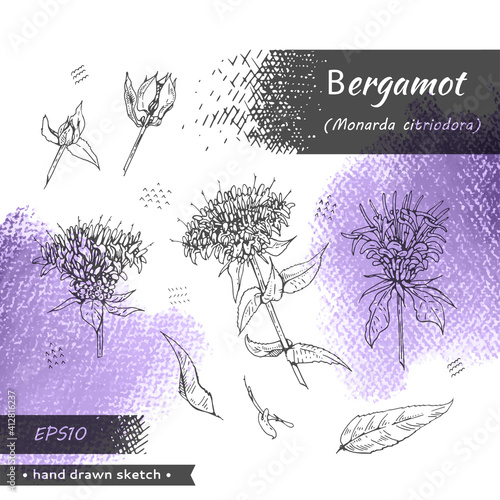 Collection of Monarda , Bergamot. Detailed hand-drawn sketches, vector botanical illustration.