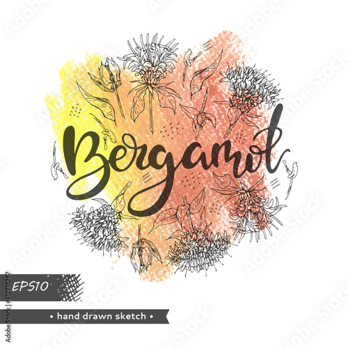 Circle filled Monarda or Bergamot and lettering Bergamot. Detailed hand-drawn sketches, vector botanical illustration.