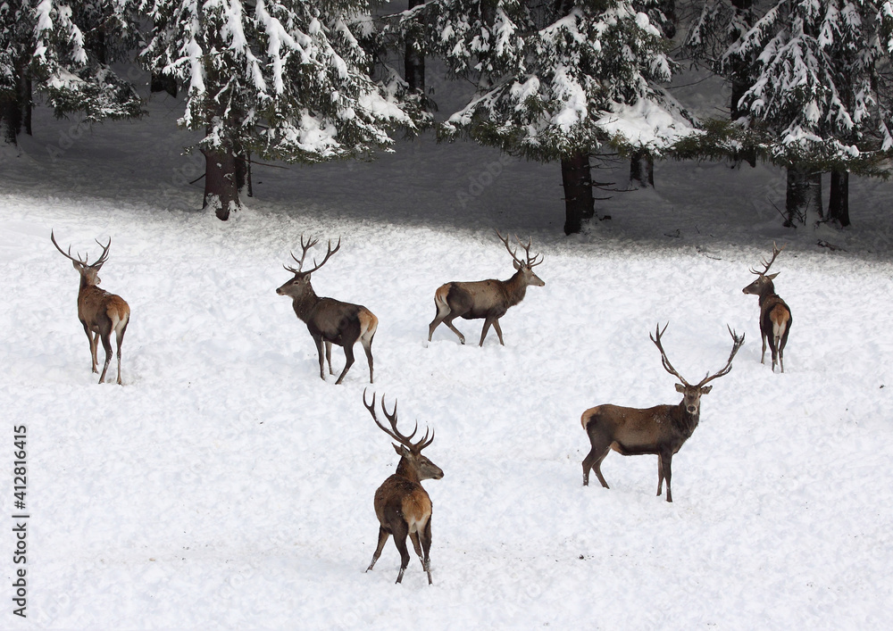 Herd majestic red deer on a snowy meadow behind the winter forest during suny day Herd majestic red deer on a snowy meadow behind the winter forest during suny day