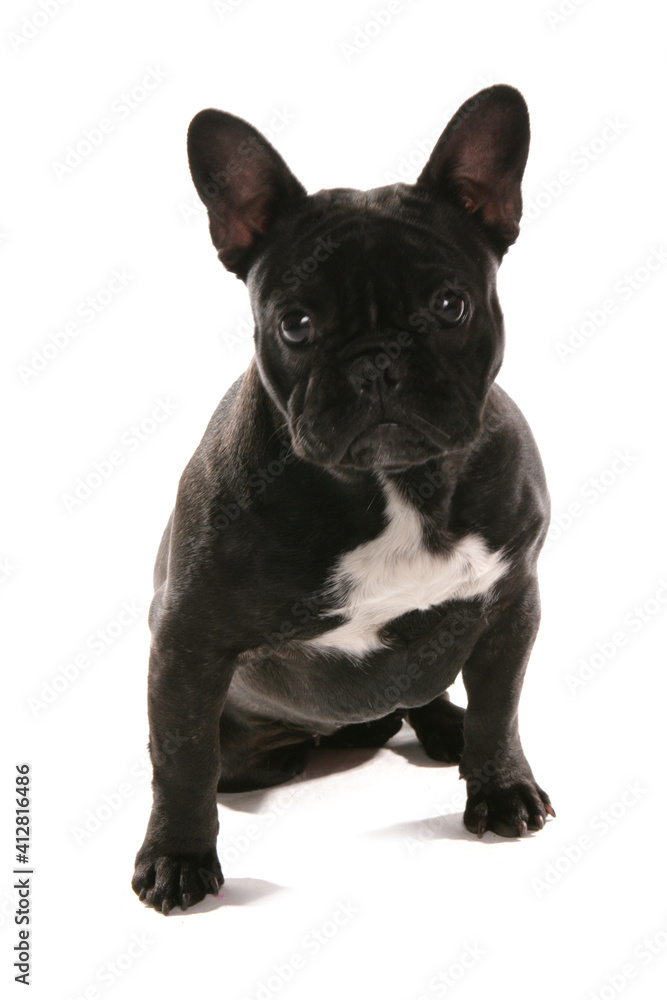 French Bulldog French Bulldog