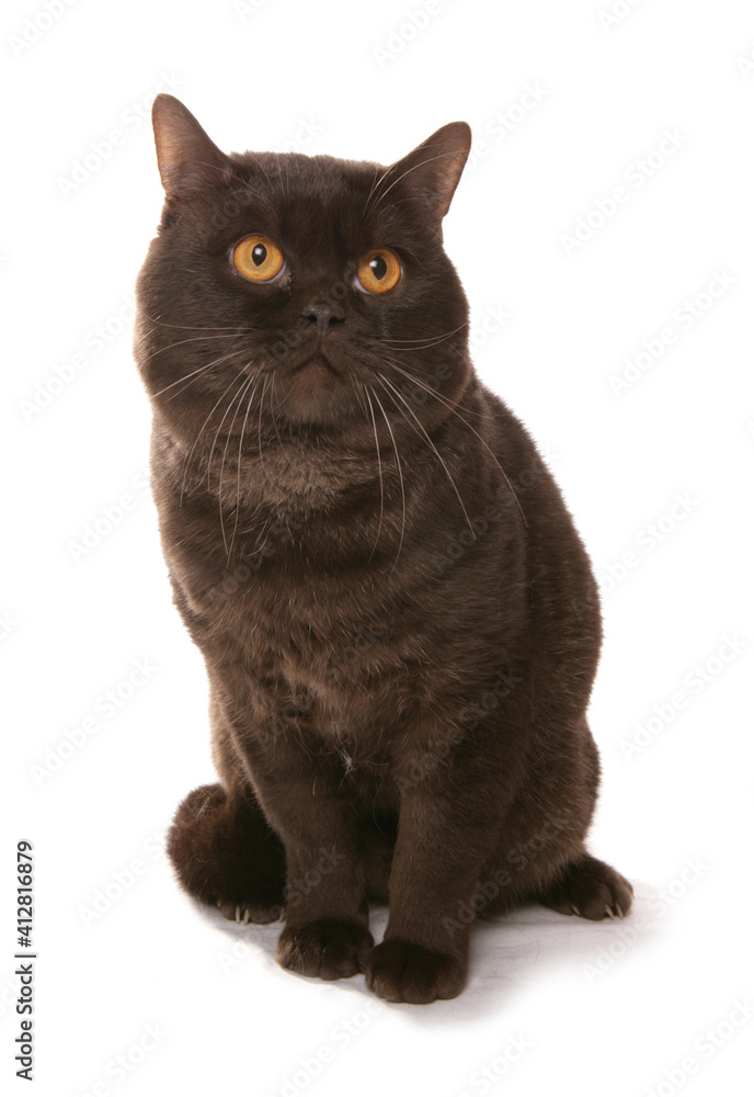 Chocolate British Shorthair Cat