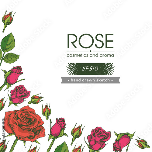 Background with Roses. Detailed hand-drawn sketches, vector