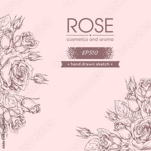 Background with Roses. Detailed hand-drawn sketches, vector