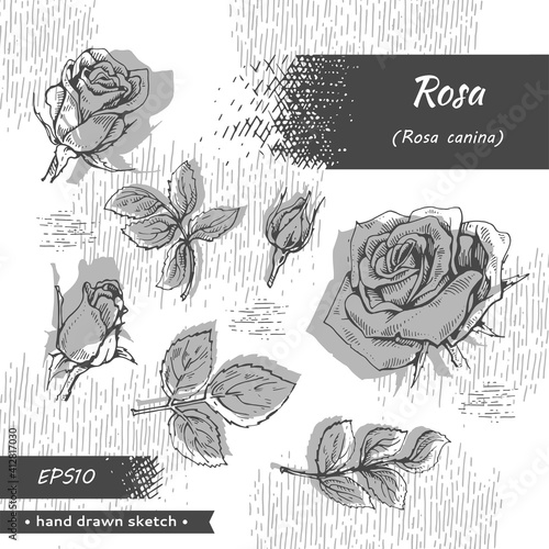 Collection of Roses . Detailed hand-drawn sketches, vector