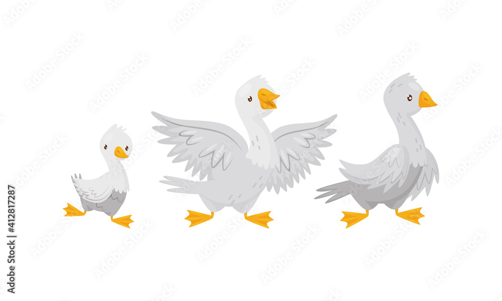 Fototapeta premium Feathered Goose and Baby Gosling as Farm Bird Walking in the Yard Vector Set