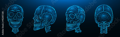 Fototapeta Naklejka Na Ścianę i Meble -  Polygonal vector illustration of human skulls, front, side, and back views. Set of low poly models of skulls with cervical spine isolated on dark blue background. Head bone anatomy concept art.