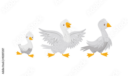 Feathered Goose and Baby Gosling as Farm Bird Walking in the Yard Vector Set