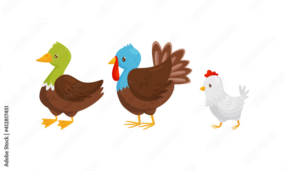Feathered Duck, Turkey and Hen as Farm Bird Walking in the Yard Vector Set