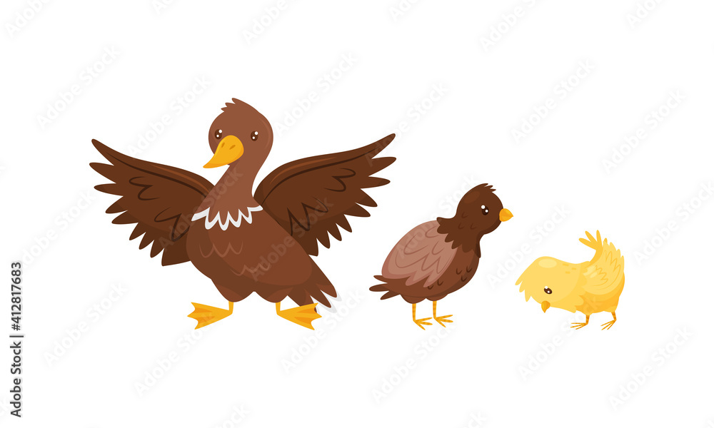 Feathered Duck and Baby Chicken as Farm Bird Walking in the Yard Vector Set