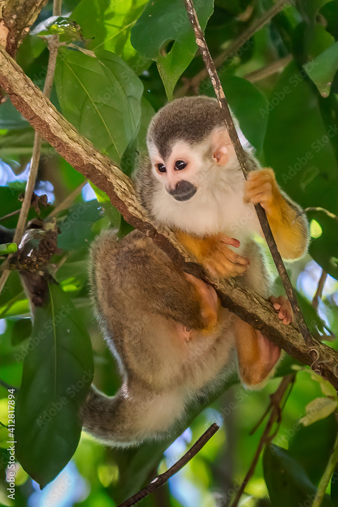 Fototapeta premium Squirrel monkey, Saimiri oerstedii, sitting on the tree trunk with green leaves, Corcovado NP, Costa Rica. Monkey in the tropic forest vegetation. Wildlife scene from nature. Beautiful cute animal.