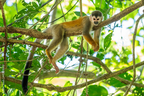 Canvas Print Squirrel monkey, Saimiri oerstedii, sitting on the tree trunk with green leaves, Corcovado NP, Costa Rica