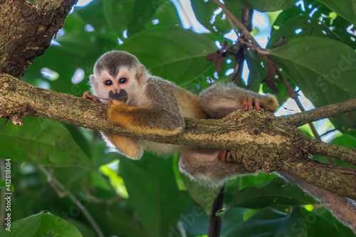 Squirrel monkey, Saimiri oerstedii, sitting on the tree trunk with green leaves, Corcovado NP, Costa Rica. Monkey in the tropic forest vegetation. Wildlife scene from nature. Beautiful cute animal.