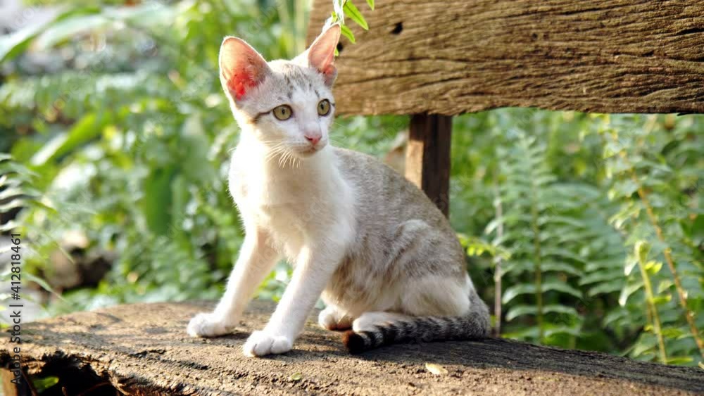 Close-up, slow motion – A stray white tabby kitten licking its lips on a wooden bench in the garden during sunset. Close-up, slow motion – A stray white tabby kitten licking its lips on a wooden bench in the garden during sunset.