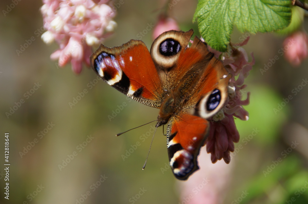 Naklejka premium butterfly on a flower