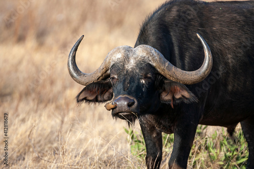 Cape Buffalo in Kenya Africa