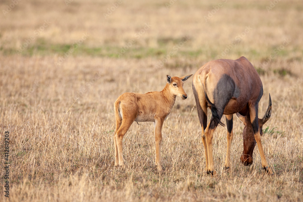 Mother Topi with young Mother Topi with young