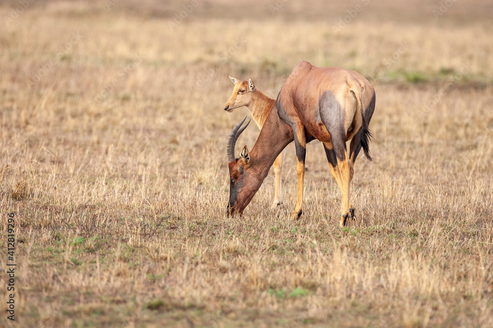 Naklejka premium Mother Topi with young