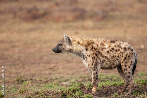 Spotted or Laughing hyena in Kenya Africa