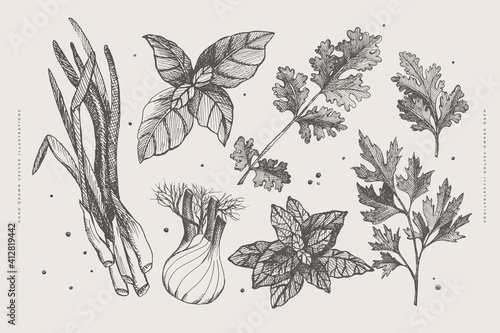 Hand-drawn set of herbs for cooking. Onions, celery, parsley, mint, cilantro, basil on a light isolated background. Organic food concept. Vector illustration.