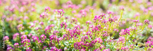 banner. small pink flowers in the garden in spring. sunny day. floral background. buds and flowering.