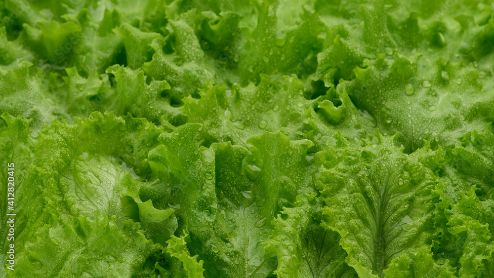 lettuce leaf close up. Fresh green salad lettuce. Healthy food concept lettuce leaf close up. Fresh green salad lettuce. Healthy food concept