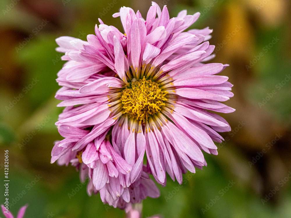 Obraz premium close up of pink daisy in late fall