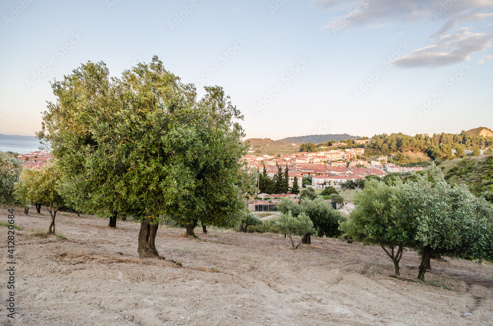 Fototapeta premium Olive trees on a hill above Pefkochori, Greece 