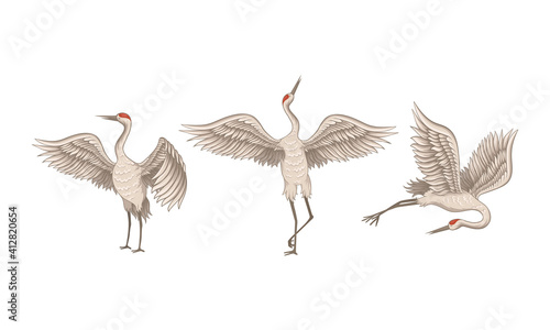 Red Crowned Crane Standing Spreading Wings and Flying Vector Set