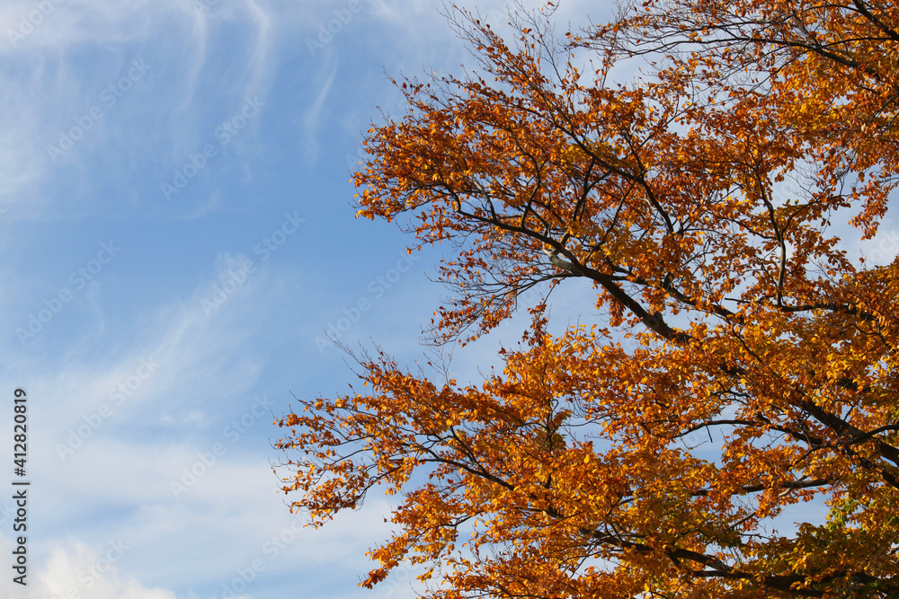 Fototapeta premium autumn colored leaves on a beech branch against the blue sky
