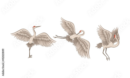 Red Crowned Crane Standing Spreading Wings and Flying Vector Set