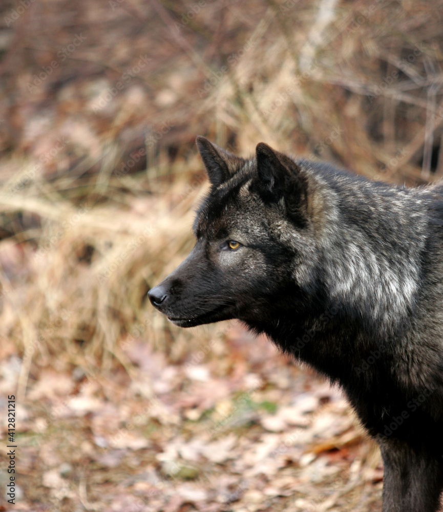 North American Grey Wolf North American Grey Wolf