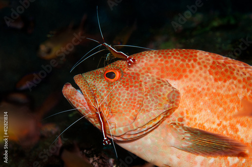 Tomato grouper (Cephalopholis sonnerati) being cleaned by a cleaner shrimp (Lysmata amboinensis) in Tulamben, Bali, Indonesia