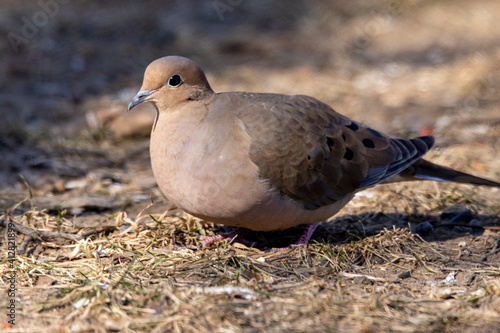 Mourning Dove in city park