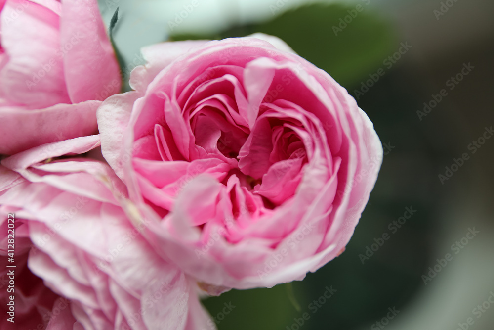 cute flower little pink rose cute flower little pink rose