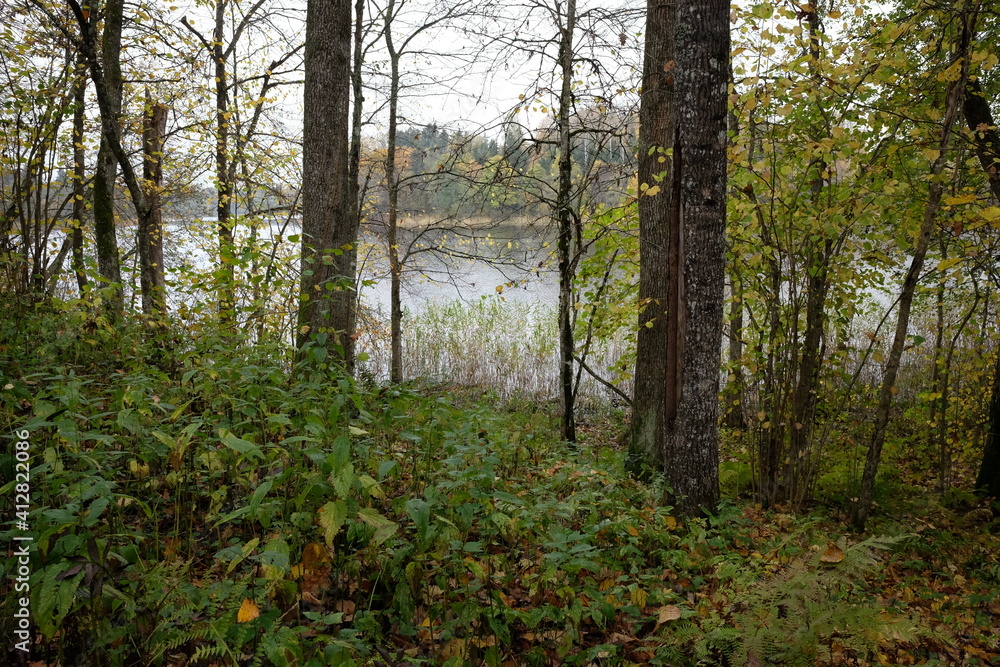 Obraz premium The autumn forest panoramic view