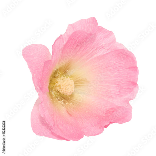 mallow flowers isolated from background
