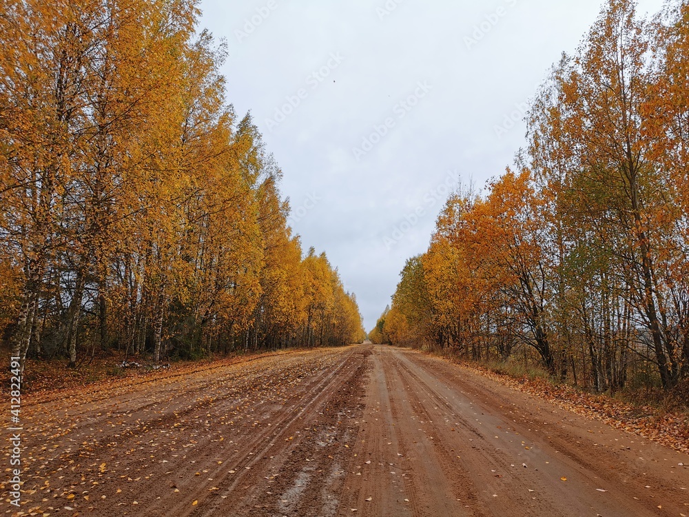 Obraz premium The forest road 