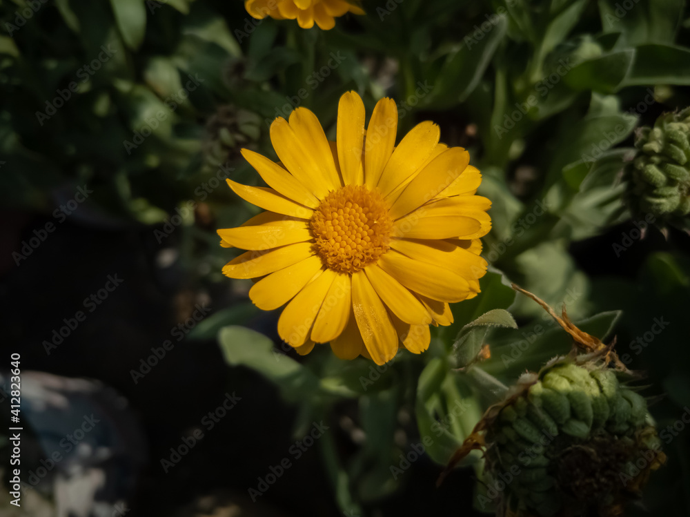 beautiful sunflower in a bright day in a winter morning beautiful sunflower in a bright day in a winter morning