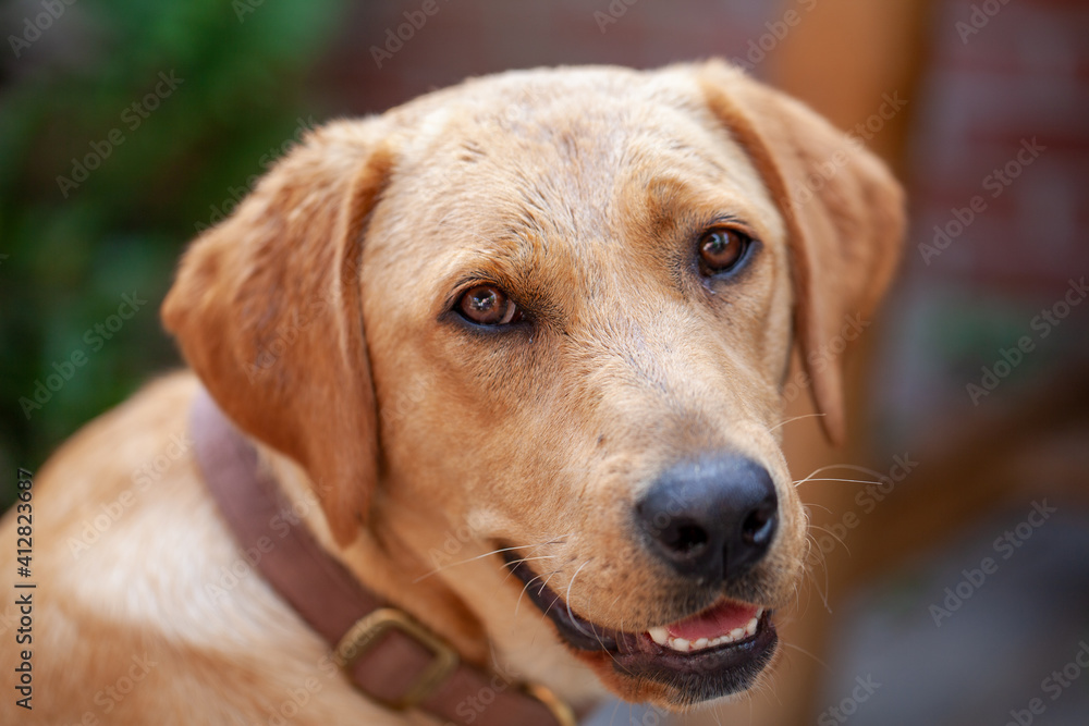 A beautiful, young golden labrador retriever with a friendly smile on his face. High quality photo