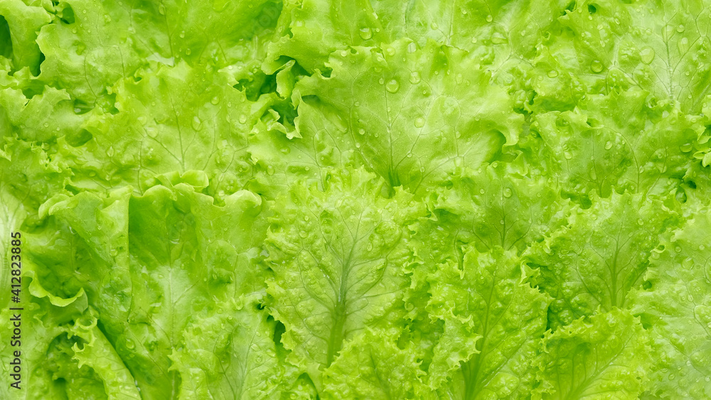 fresh lettuce leaf close up. green salad lettuce. Healthy food fresh lettuce leaf close up. green salad lettuce. Healthy food