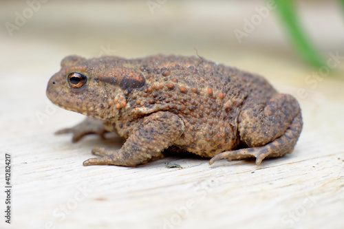 Common Frog, Rana Temporaria, on wooden floor against a background of leaves . High quality photo