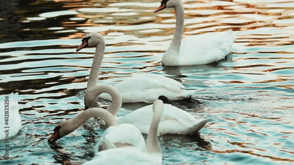 Vidéo Stock Swans on lake largest flying birds, including the mute swan