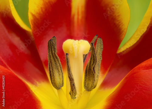 look inside, extreme close-up of center part of blooming tulip flower
