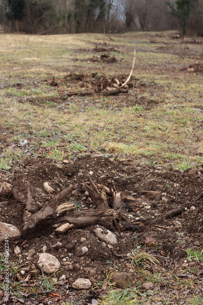 Cut tree plantation with uprooted trees on winter season in the italian countryside Cut tree plantation with uprooted trees on winter season in the italian countryside