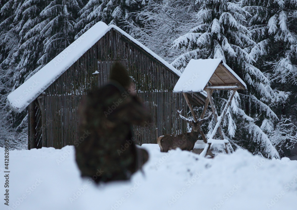 Photographer in action. Photographing a deer in a winter landscape Photographer in action. Photographing a deer in a winter landscape