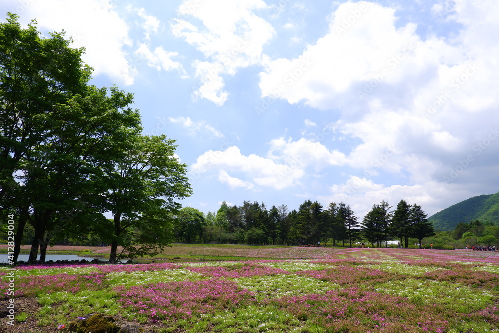 field of flowers and sky