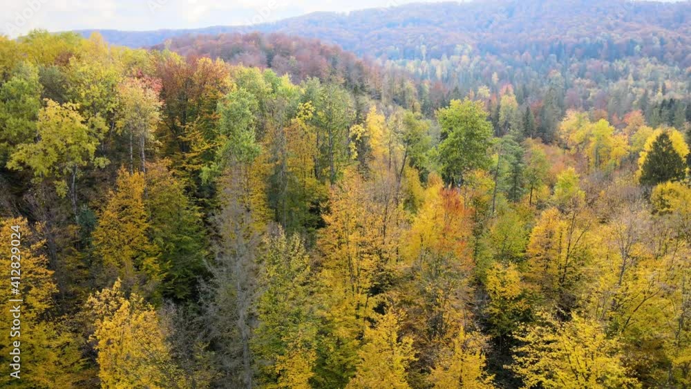 Aerial view of high mountain hills covered with dense yellow forest and green spruce trees in autumn. Aerial view of high mountain hills covered with dense yellow forest and green spruce trees in autumn.