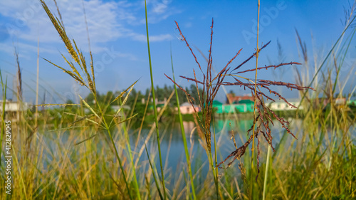 beautiful bright sunny day grass with background lake