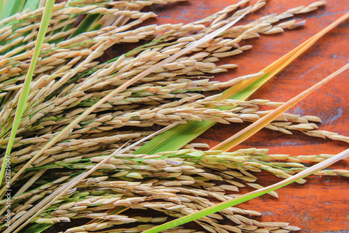 Close Up of yellow paddy rice with green leaf on wooden background